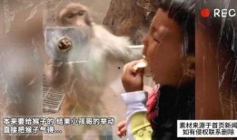 高密猴子哥爆料网红视频,高密猴子哥爆料视频背后的真相